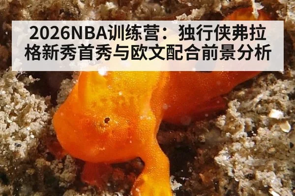 2026NBA训练营：独行侠弗拉格新秀首秀与欧文配合前景分析